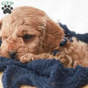 Max, Toy Poodle Puppy